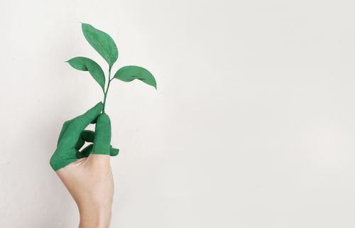 Gratuit Main Gauche De La Personne Tenant Une Plante à Feuilles Vertes Photos